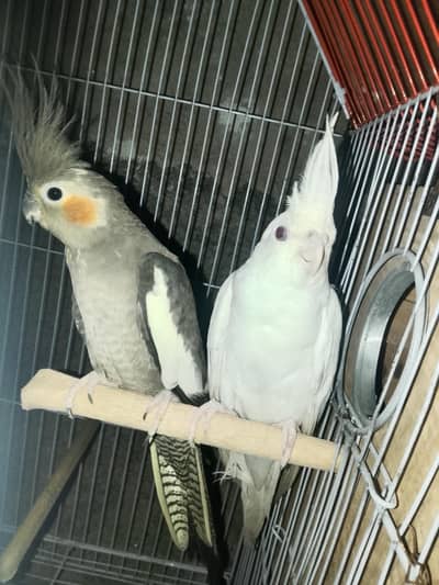 cockatiel breeding pair