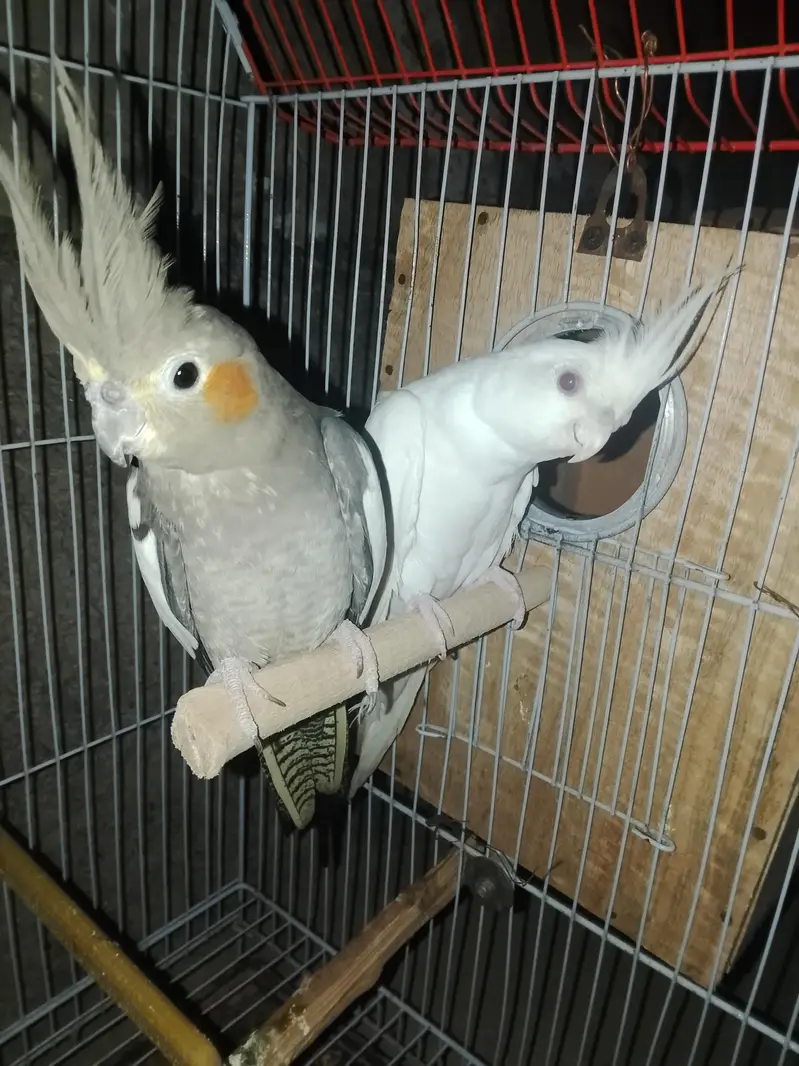cockatiel breeding pair — photo 2
