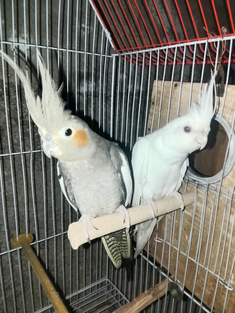 cockatiel breeding pair — photo 3