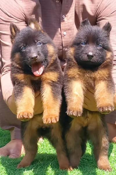 topline show high class quality gsd proper long coat pair for sale