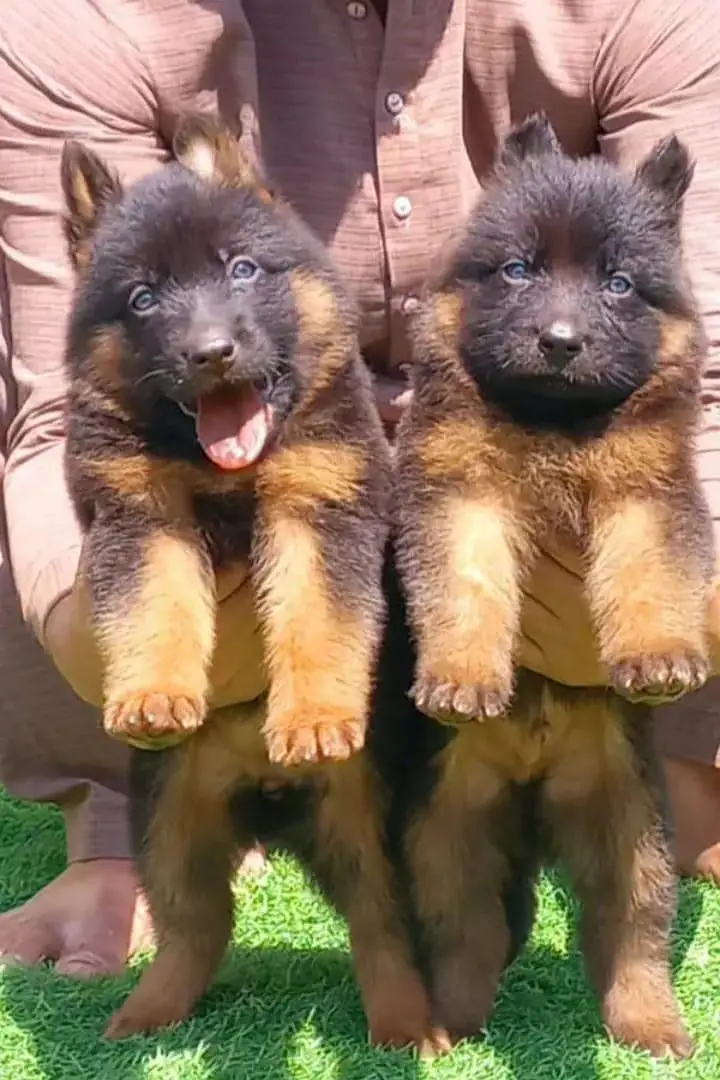 topline show high class quality gsd proper long coat pair for sale