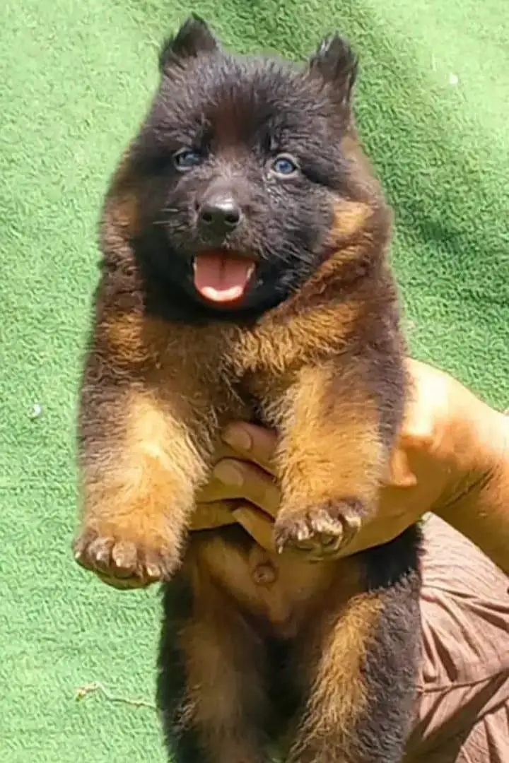 topline show high class quality gsd proper long coat pair for sale — photo 2