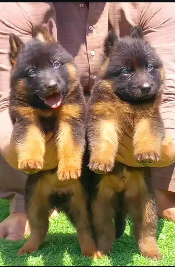 topline show high class quality gsd proper long coat pair for sale — photo 3
