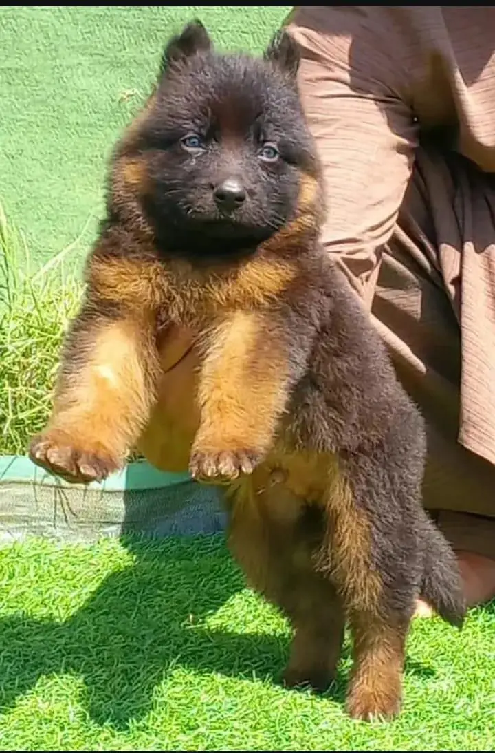 topline show high class quality gsd proper long coat pair for sale — photo 4