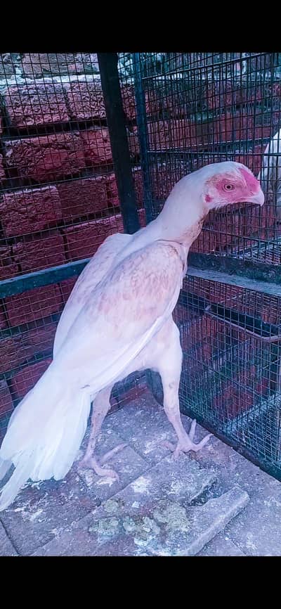 Indian perrot beak fentail 03324997411