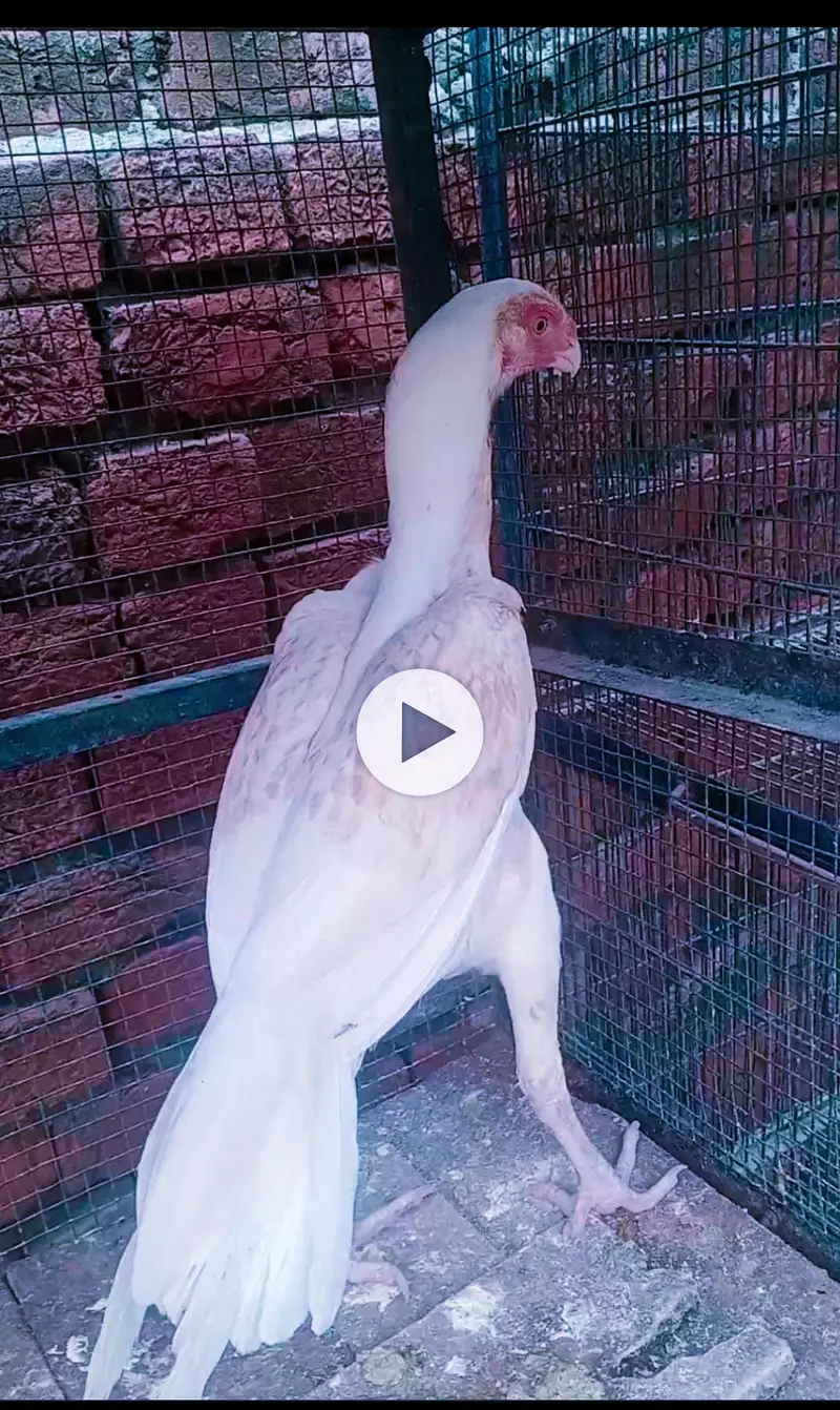 Indian perrot beak fentail 03324997411 — photo 2