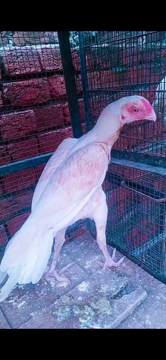 Indian perrot beak fentail 03324997411 — photo 3