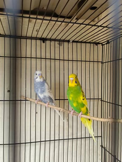 budgies