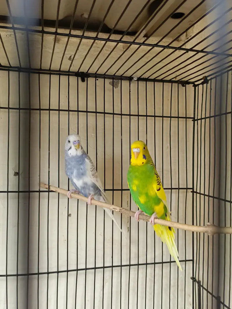budgies — photo 2