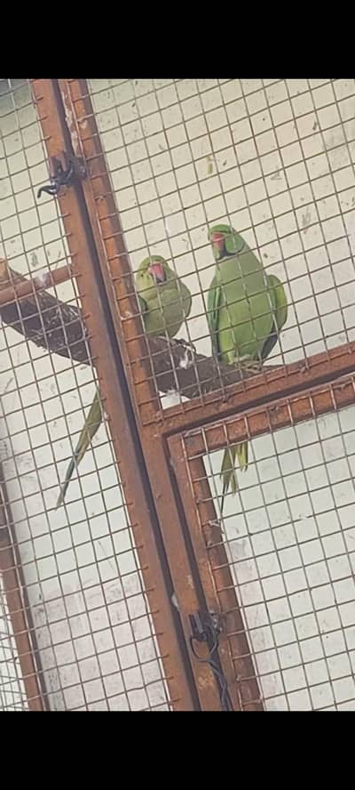 ringneck