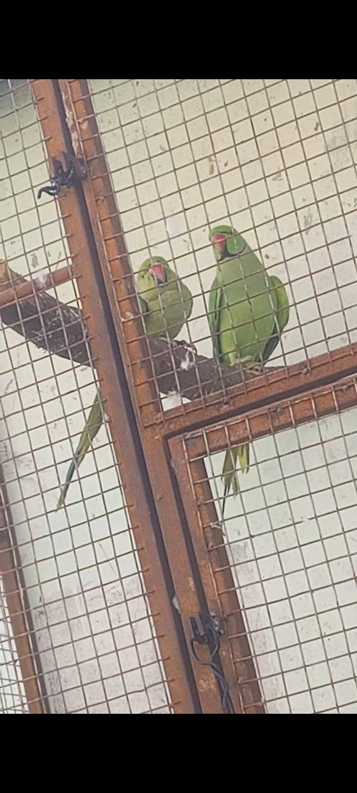 ringneck 0