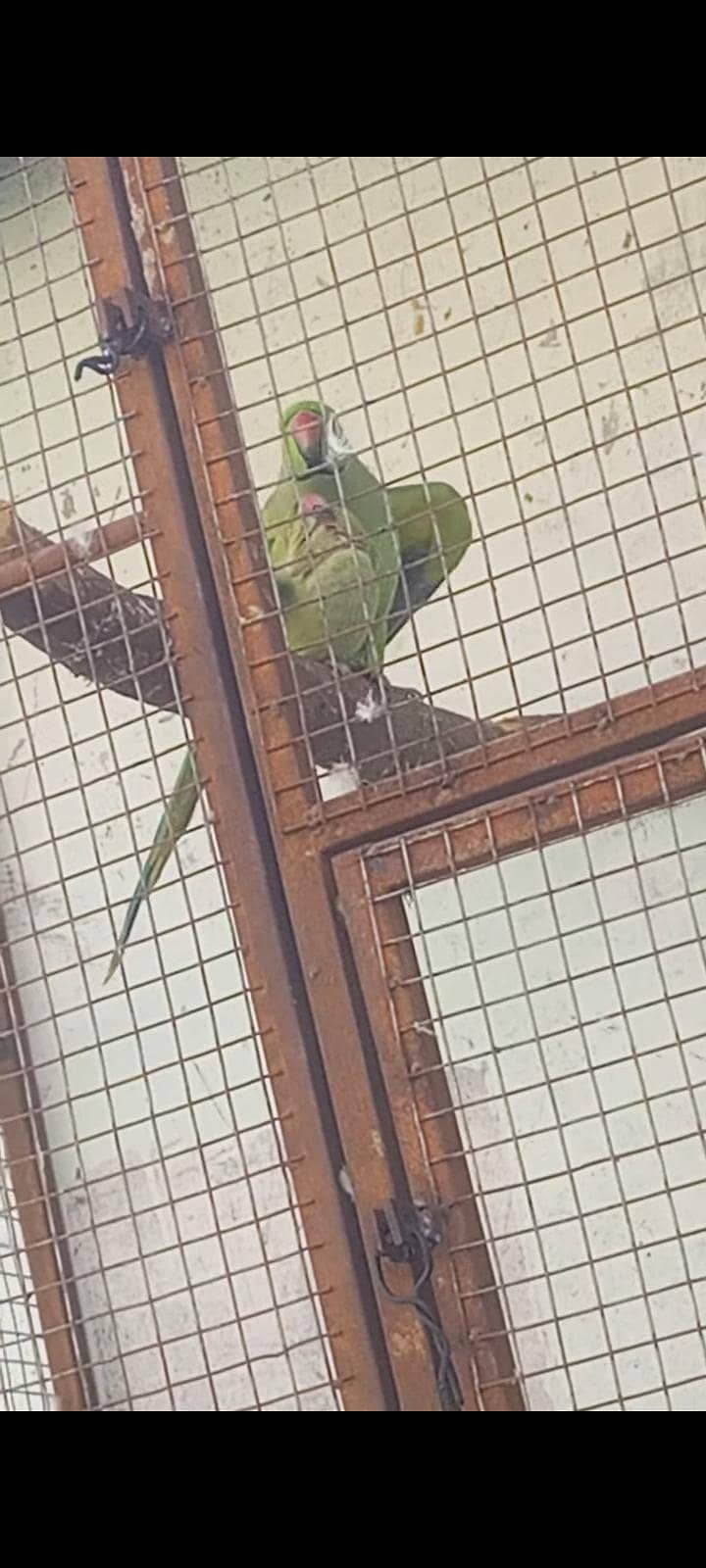 ringneck 1