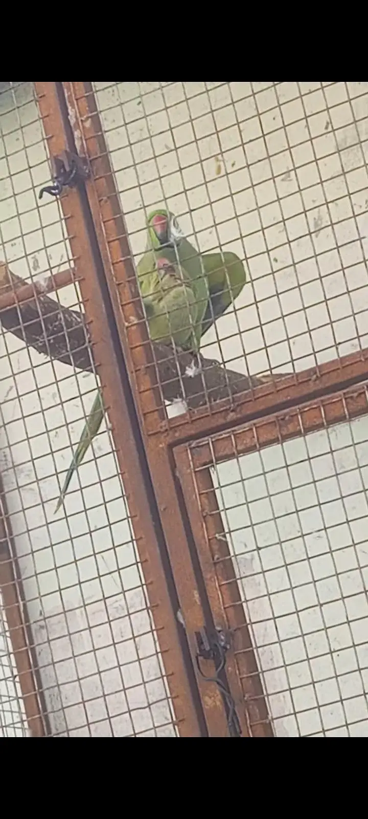 ringneck — photo 2