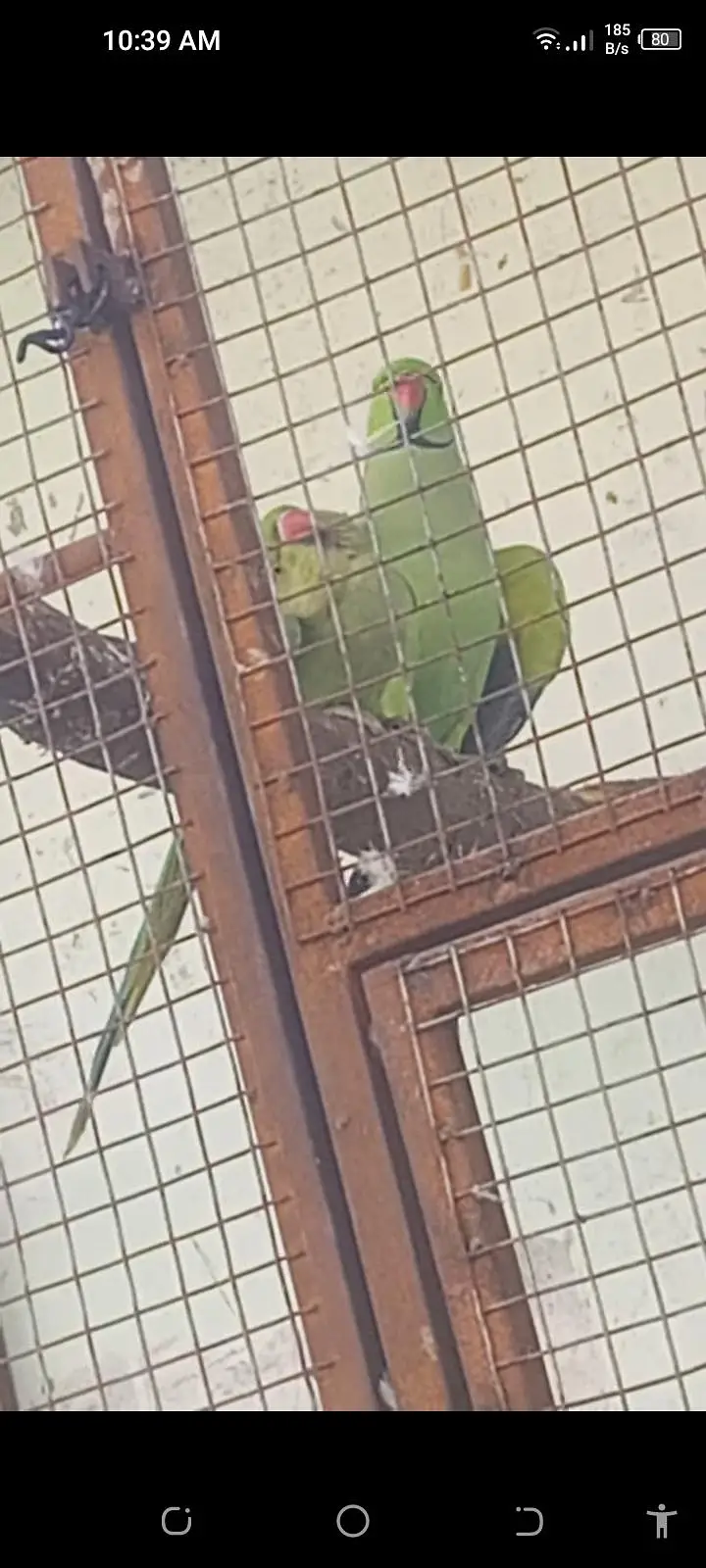 ringneck — photo 3