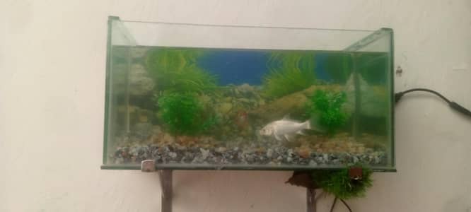 fish aquarium with 3 fishs