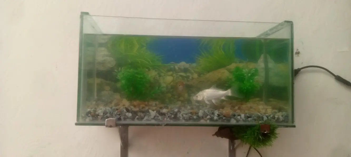 fish aquarium with 3 fishs