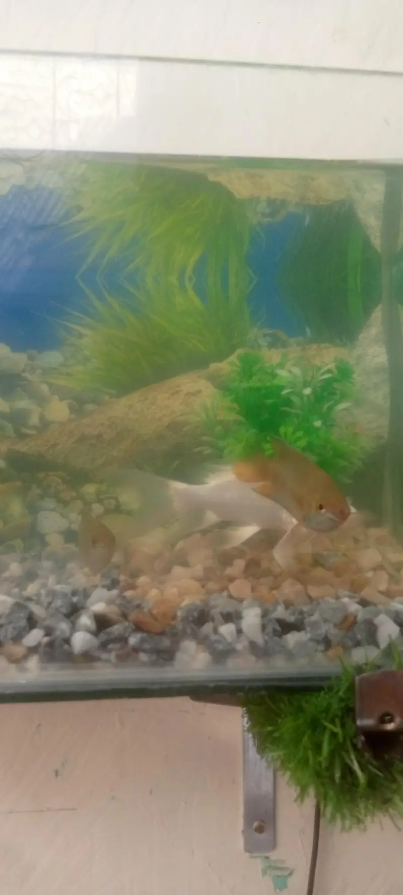 fish aquarium with 3 fishs — photo 2