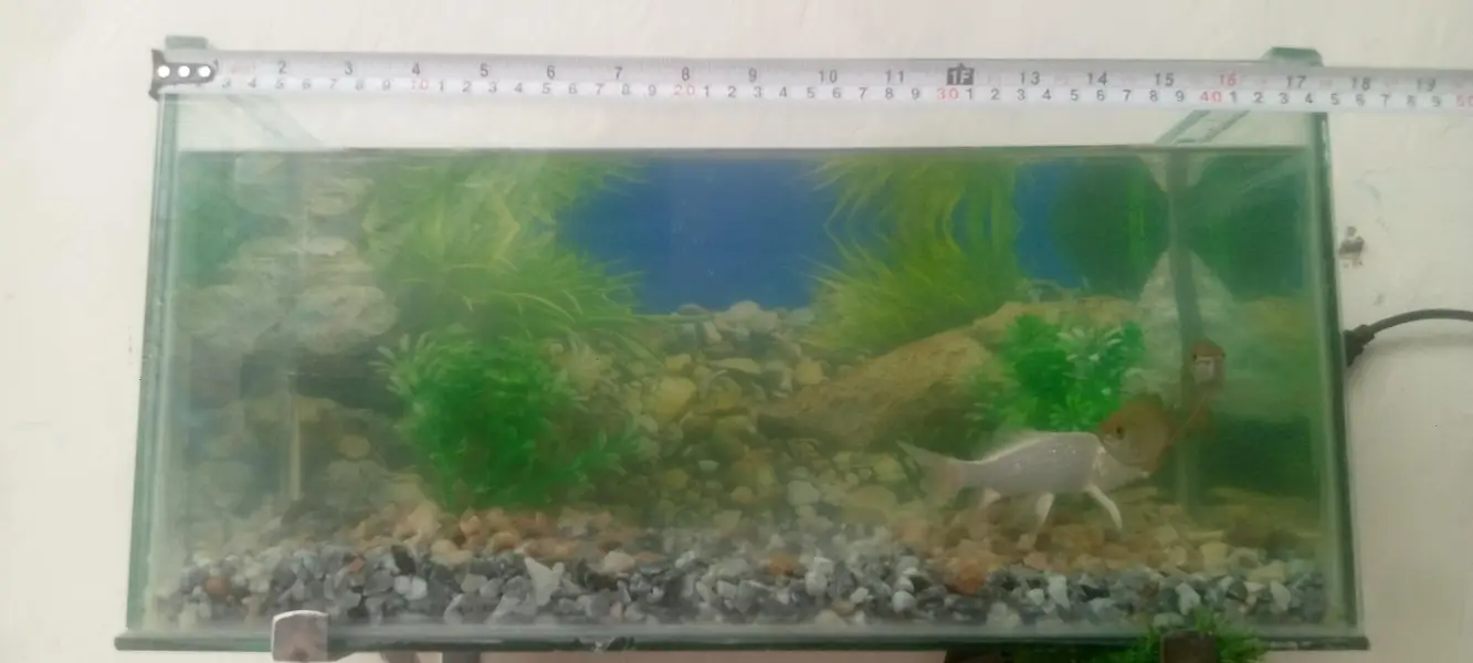 fish aquarium with 3 fishs — photo 3