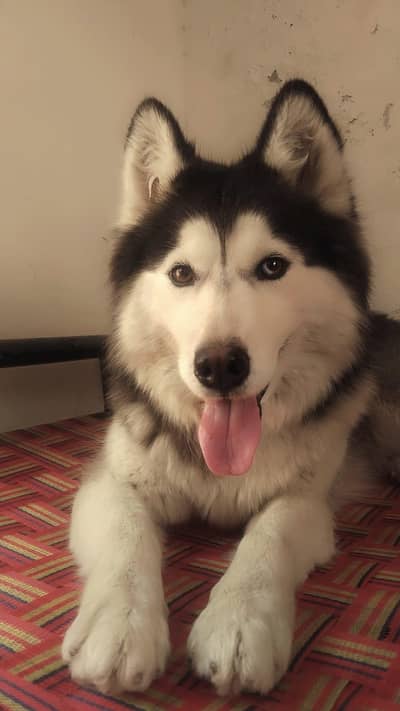 Siberian Husky