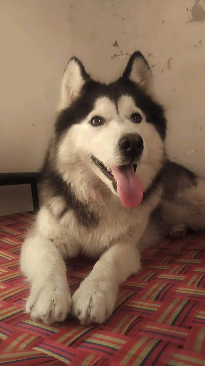 Siberian Husky — photo 2