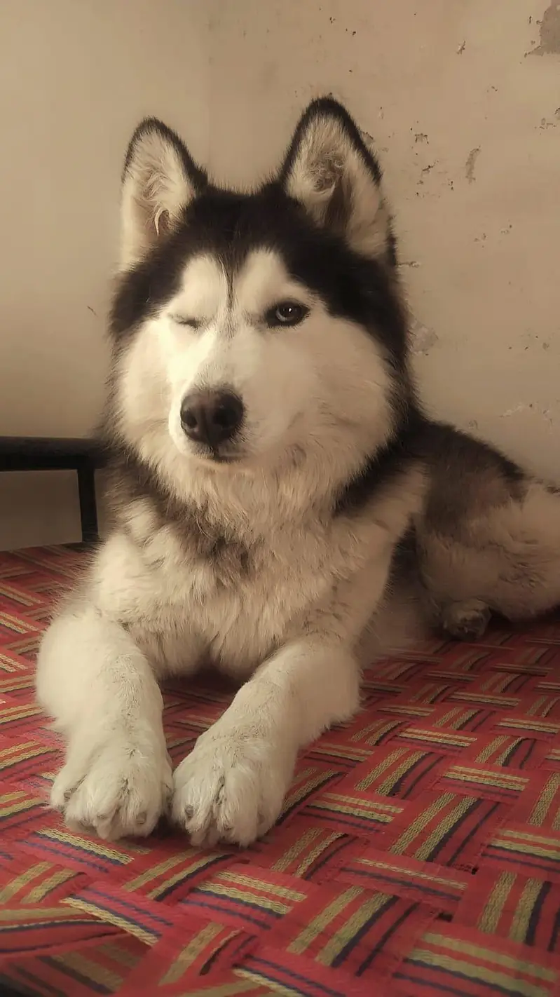 Siberian Husky — photo 3