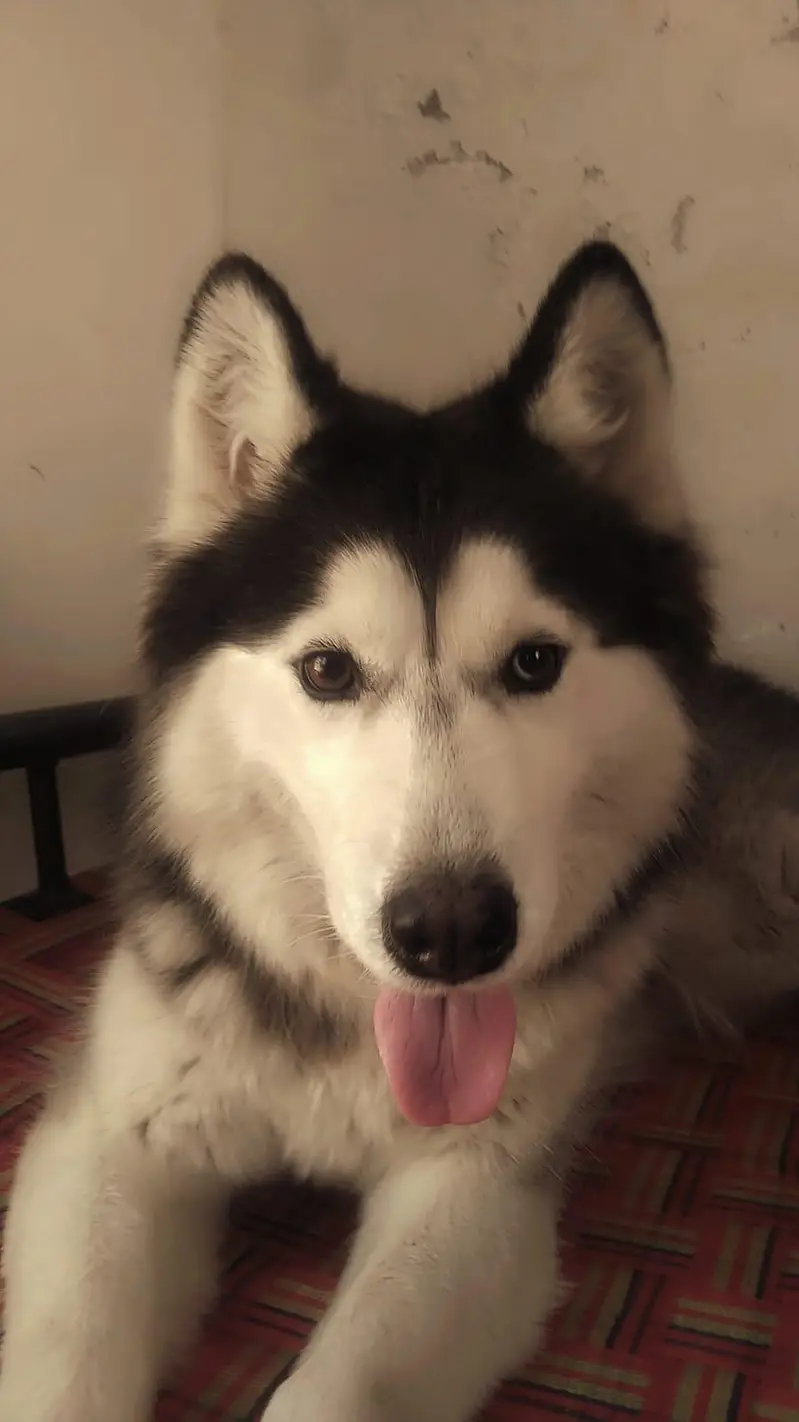 Siberian Husky — photo 4