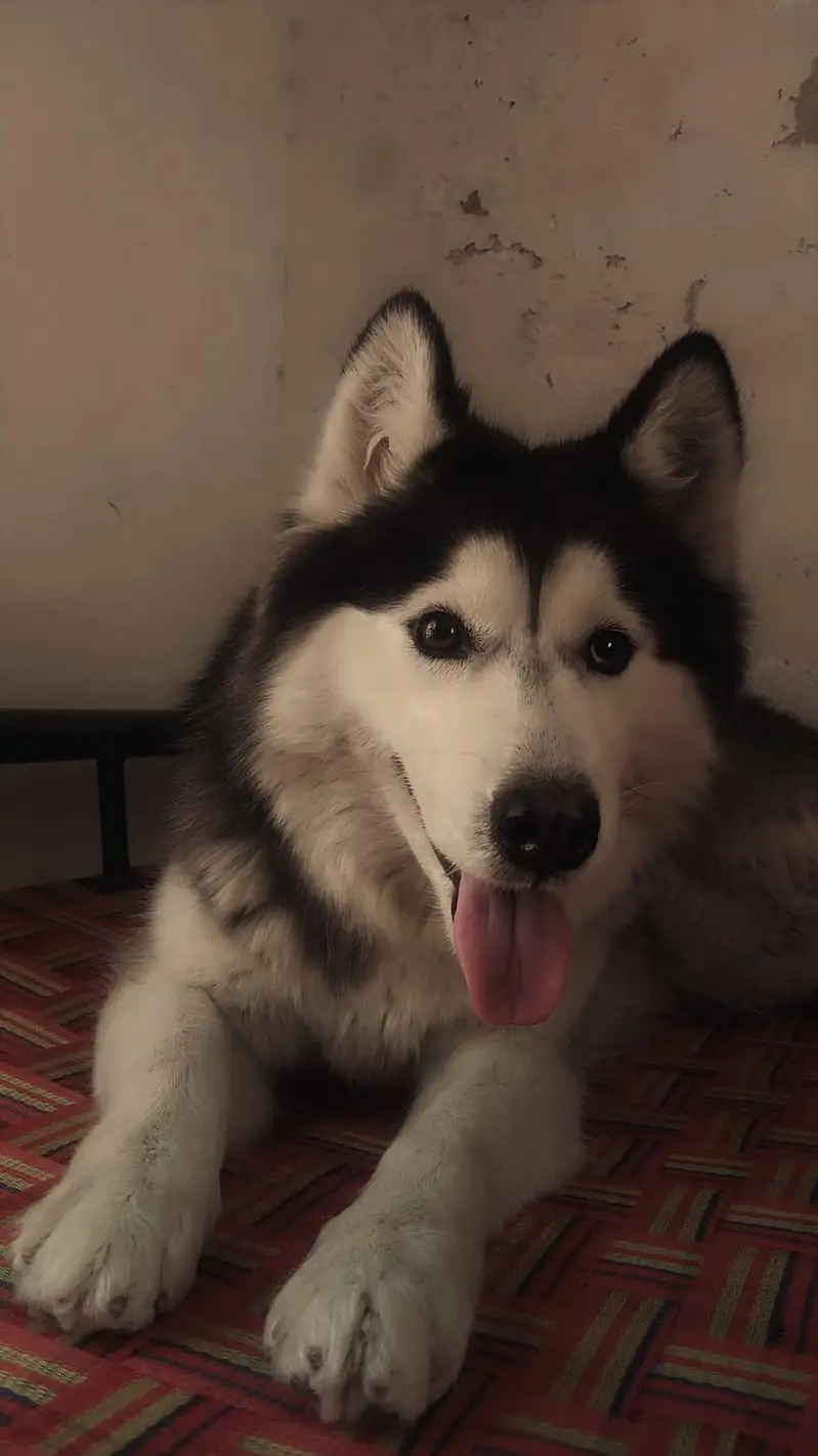 Siberian Husky — photo 5