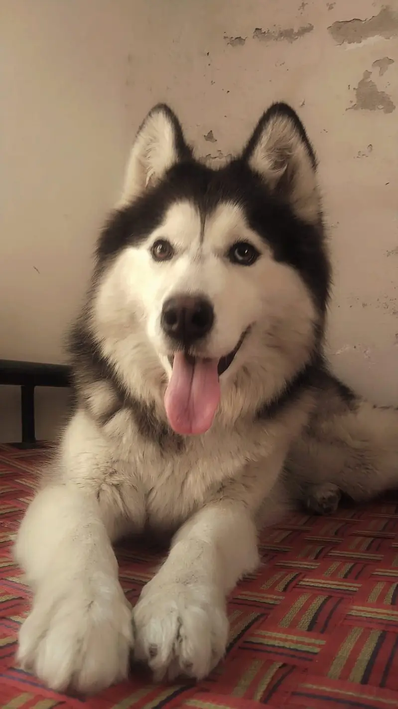 Siberian Husky — photo 6