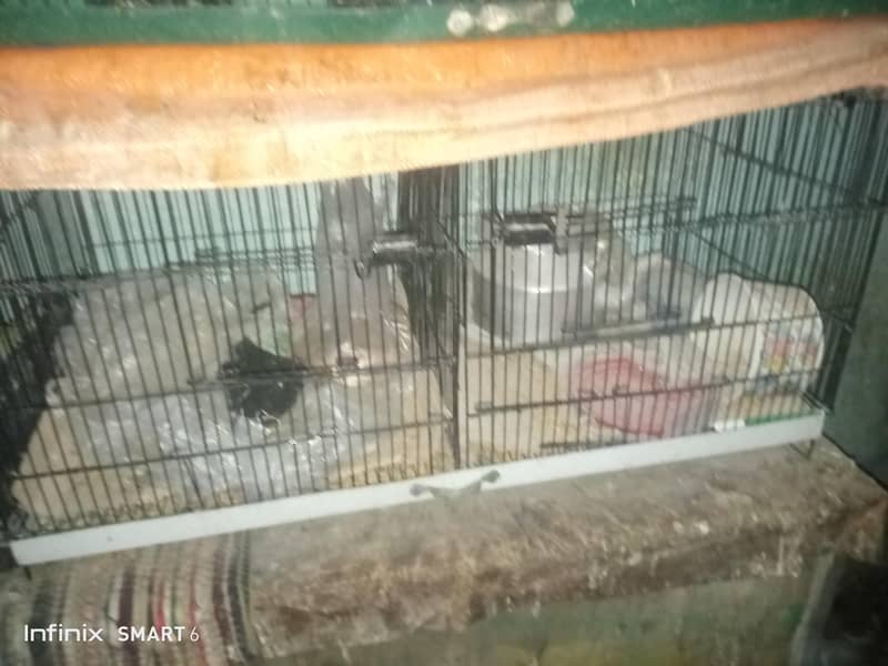 bird cage 03095084852 2