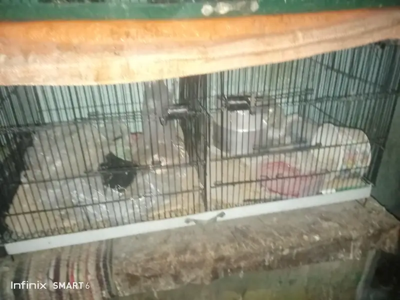 bird cage 03095084852 — photo 3