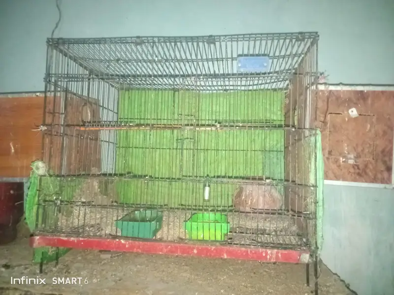 bird cage 03095084852 — photo 6