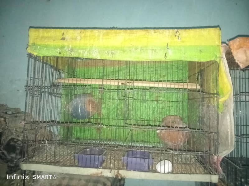 bird cage 03095084852 6
