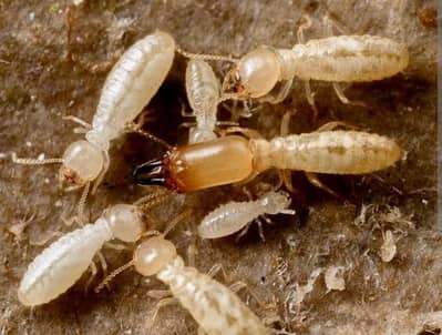 Pest Control Services