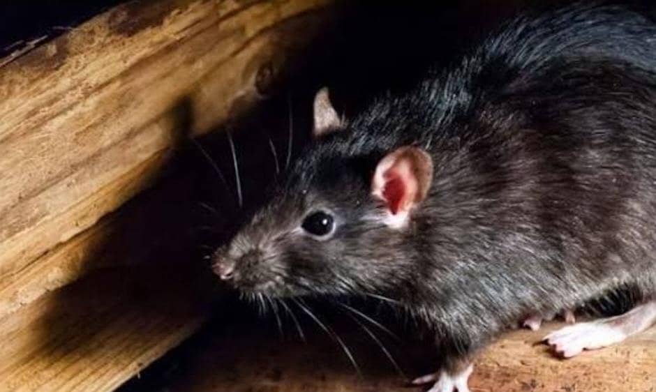 Pest Control Services 2
