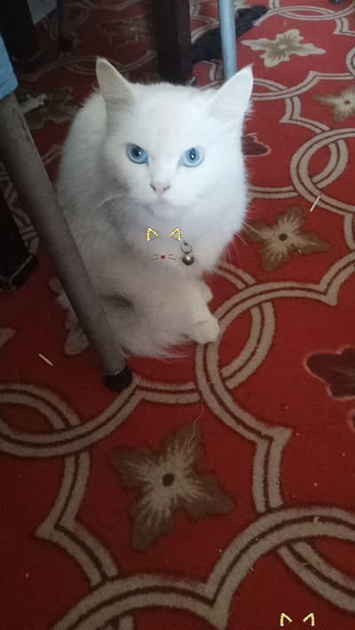 Persian cat