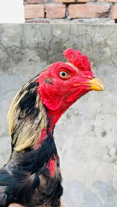 Home breed aseel Turkish hint+mian wali kill bazz murgha