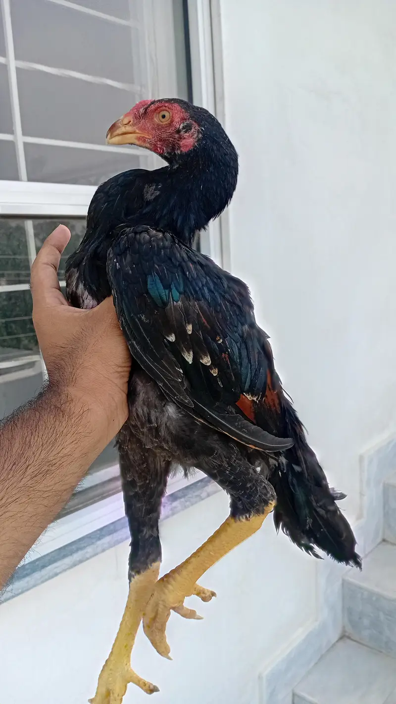 Shamo Patha | Shamo Male | Aseel Shamo Male | Aseel for Sale Lahore — photo 2