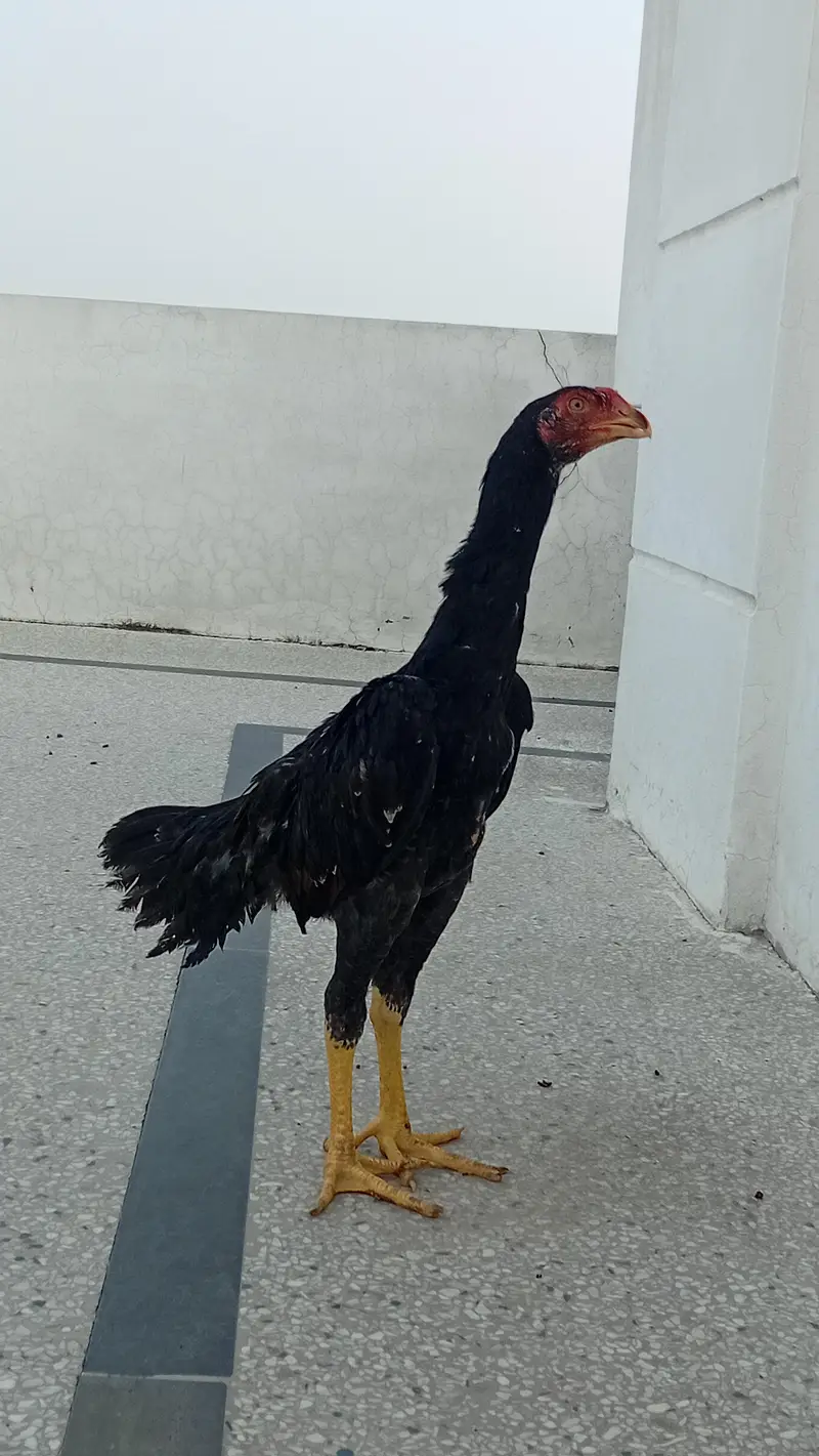 Shamo Patha | Shamo Male | Aseel Shamo Male | Aseel for Sale Lahore — photo 3