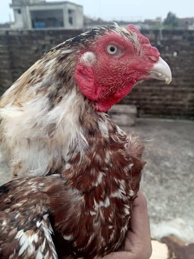 Aseel murga for sale