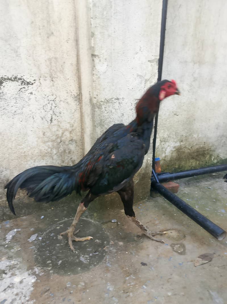 panus plus thai 3