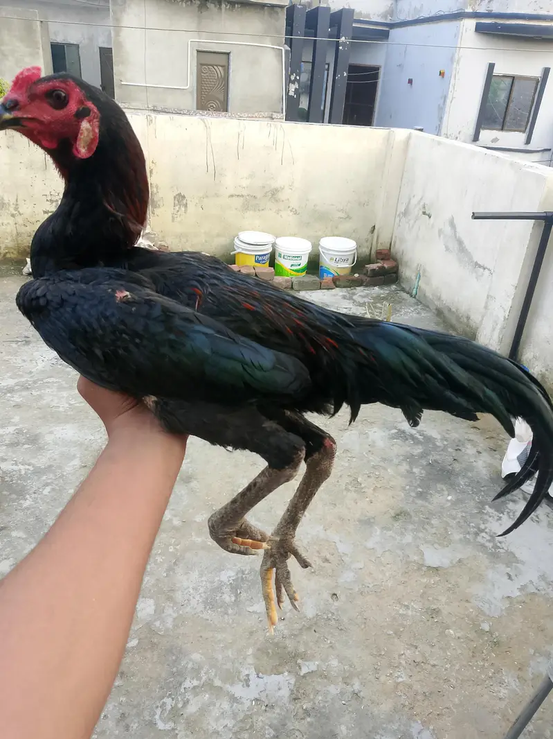 panus plus thai — photo 5