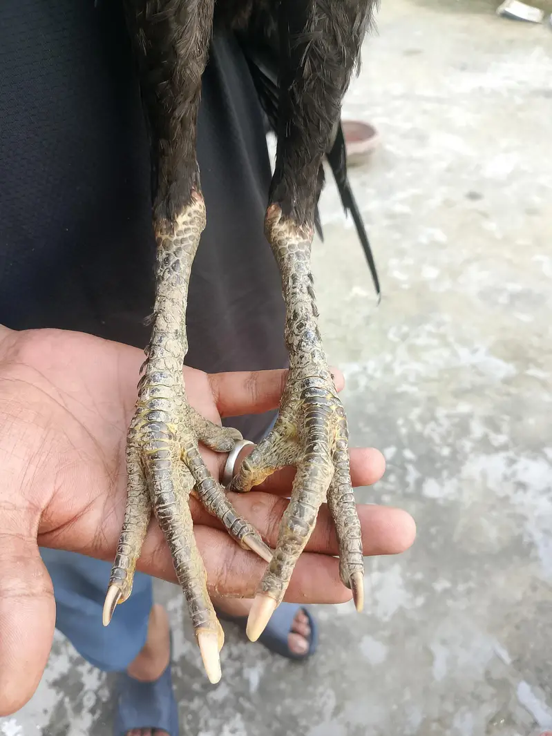 panus plus thai — photo 7
