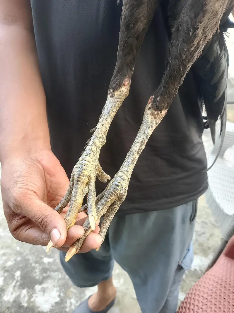 panus plus thai — photo 8