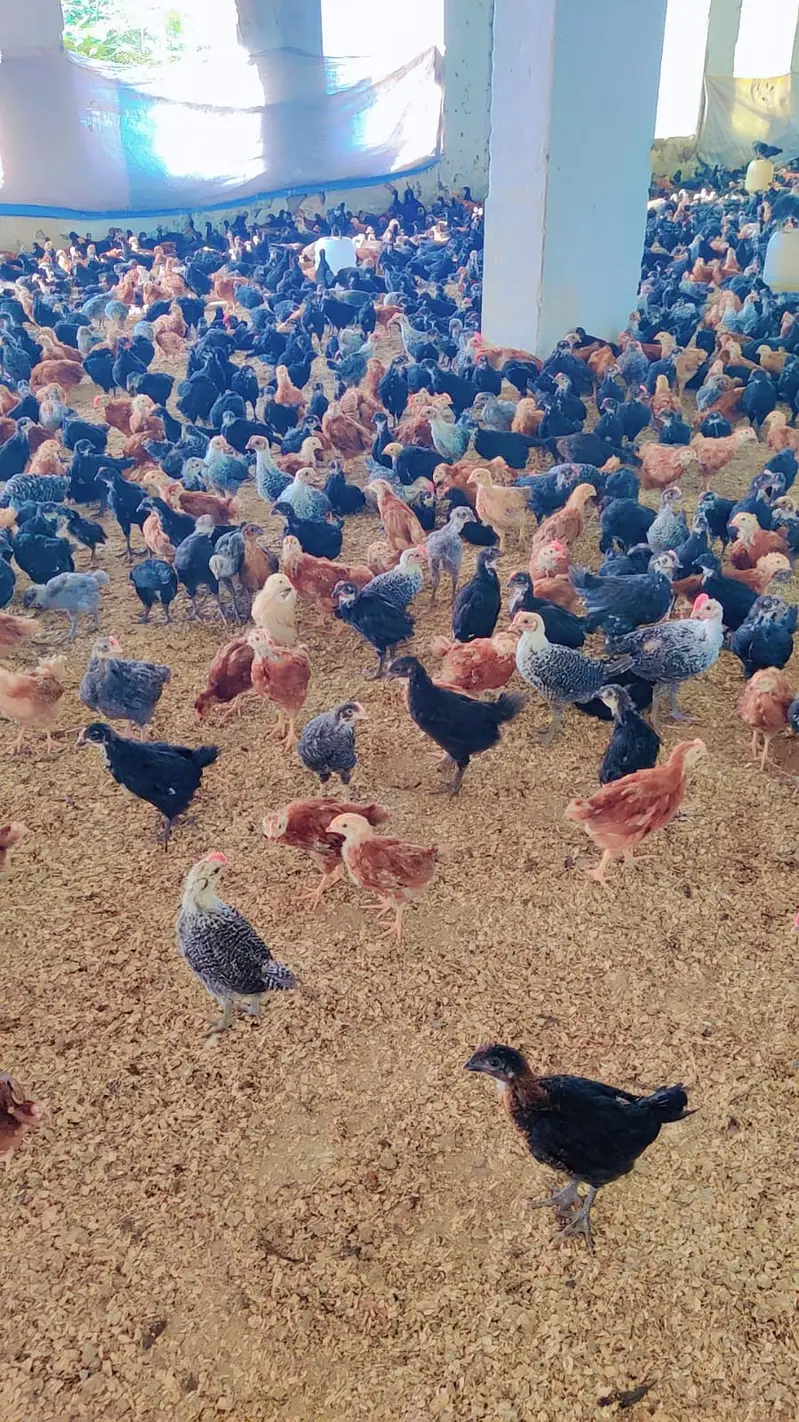 Australorp Chicks| fancy Chicks|RIR_Fumi Chick| haritage |چوزے/Fayoum — photo 5