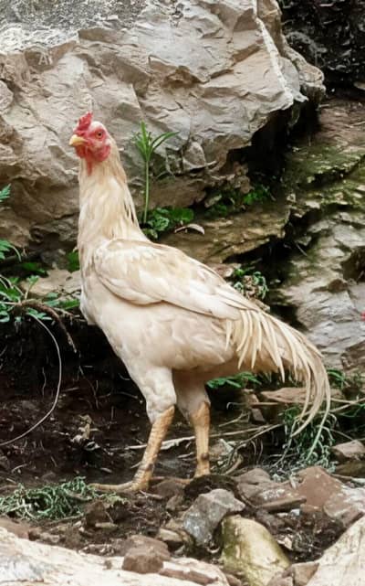 Heera Aseel murgha murghi pair for sale