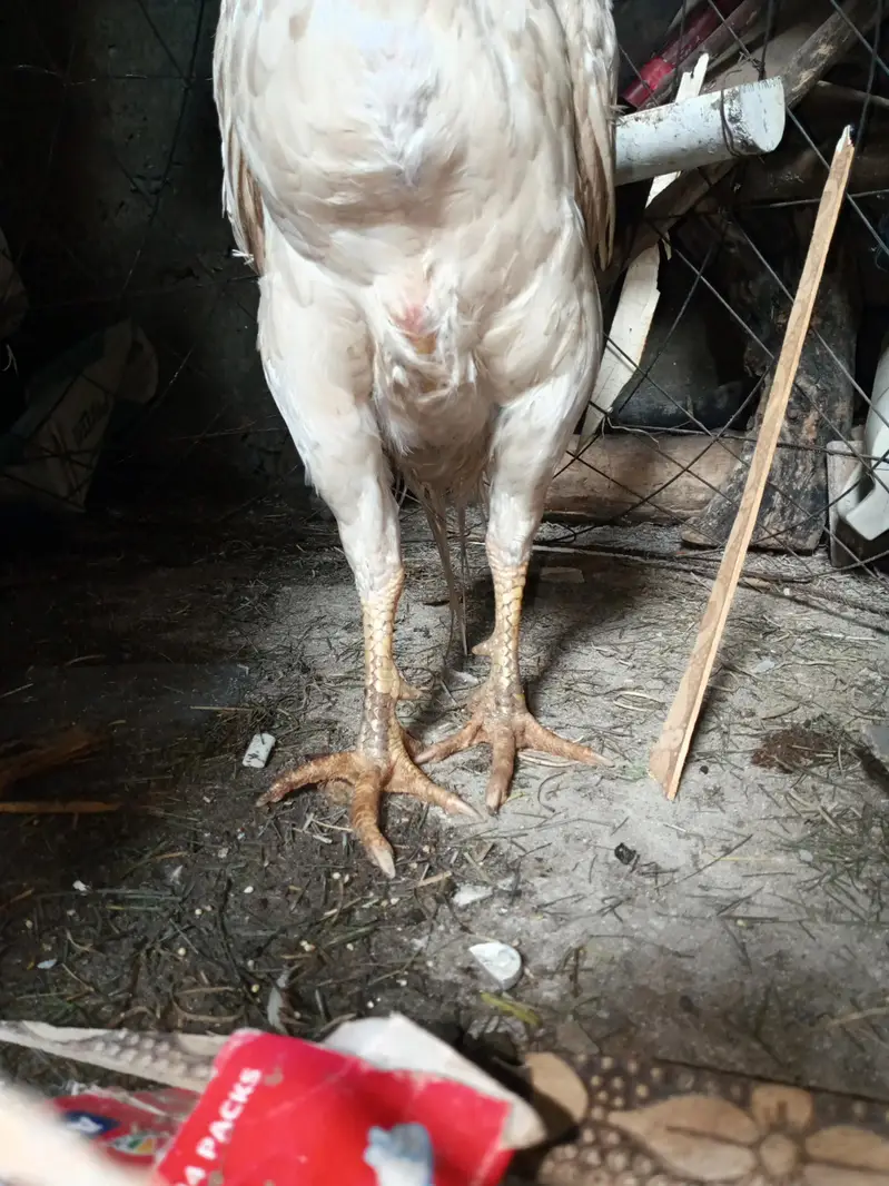 Heera Aseel murgha murghi pair for sale — photo 2