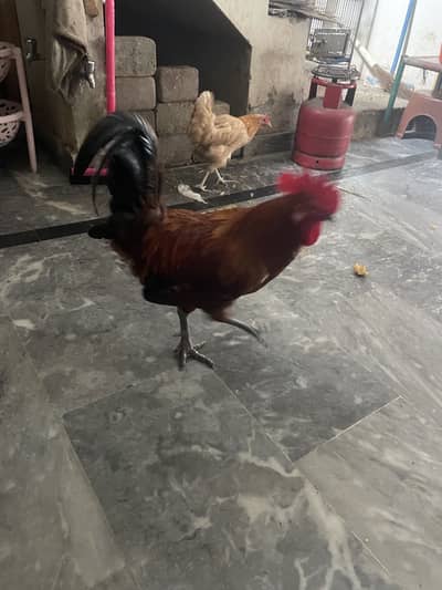 Deesi murga murgi