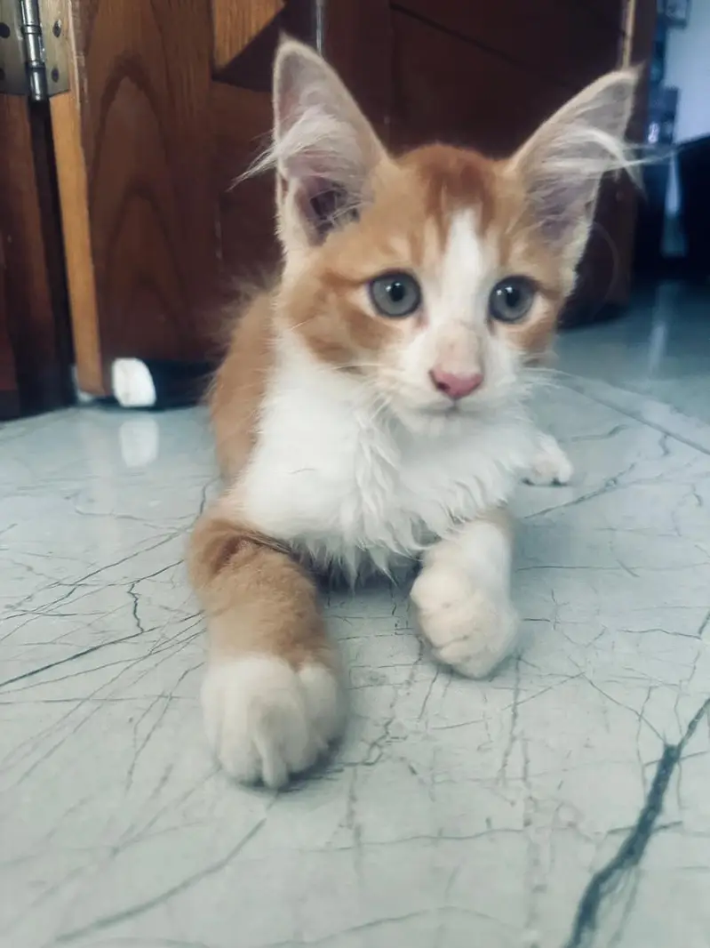 Persian cat