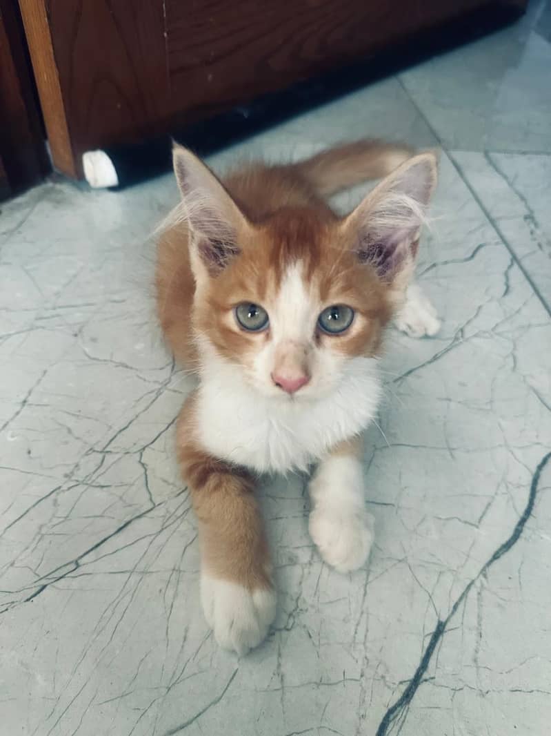 Persian cat 1