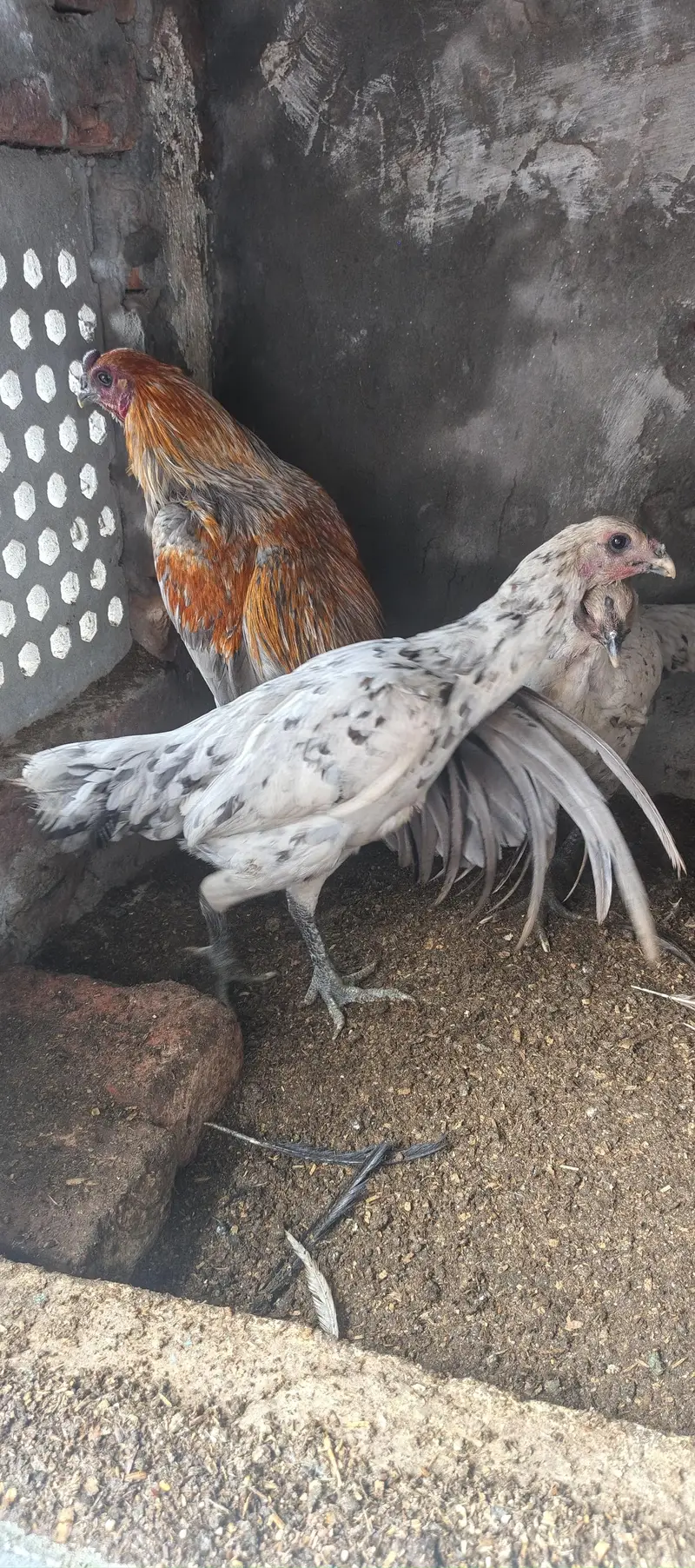 Blue Dragon, Paper White Thai and Paper White Shamo for sell in Lahore — photo 2